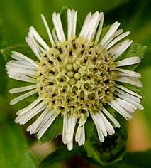 Image result for Eclipta prostrata