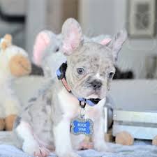 Stunning french bulldog puppy for sale. View Ad French Bulldog Puppy For Sale Near Florida Fort Lauderdale Usa Adn 92276