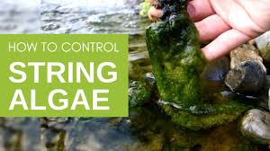 I hope these pieces of information will help you to get rid of green algae in your steam iron. How To Get Rid Of String Algae In Your Pond Youtube