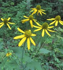 Image result for Rudbeckia laciniata