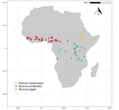 Image result for Mucuna glabrialata