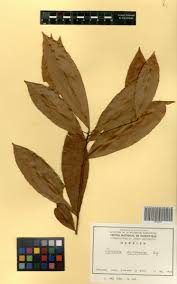 Image result for Rhabdophyllum affine