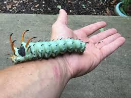 We did not find results for: Missouri S Largest Caterpillar Transforms Into Regal Moth