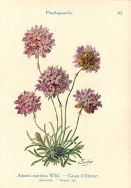armeria maritima sea thrift illustration taken from les fleurs de jardins 1929 botanical drawings botanical illustration vintage botanical prints