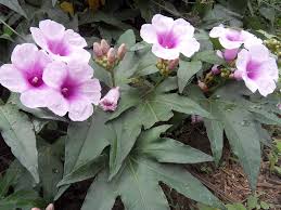 Image result for Ipomoea involucrata