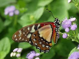 Image result for Sphedamnocarpus pruriens