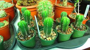 I've come across san pedro in powder form a few times throughout south america and, each time, the person dosing has said this will be a strong. Re Potting My Trichocereus Pachanoi Cactus Seedlings San Pedro Cactus Youtube