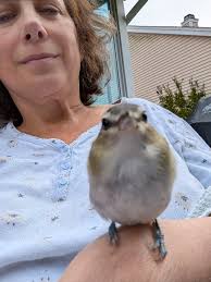 Bird recovers after flying into window