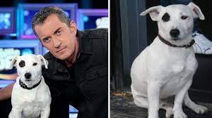 Il fait d'ailleurs découvrir tous ses patrice carmouze, très ami avec christophe dechavanne, a tenu à poster un message touchant pour rendre hommage au petit chien décédé. Epingle Par Messa Sur Animaux Domestiques Chien Petit Chien Animaux Domestiques