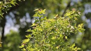 Image result for Clutia pulchella