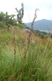 Image result for Costularia natalensis