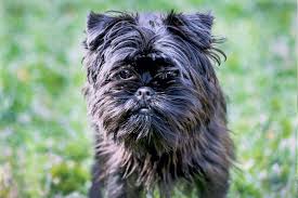 The container or crate must be constructed of wood, metal, synthetic materials, weld mesh or wire mesh. 15 Stunning Black Dog Breeds That Deserve A Place In Your Heart Daily Paws