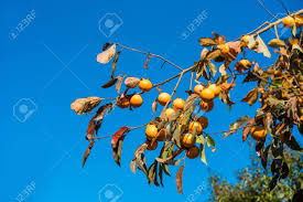 The arrangement of families and scientific names follows yonekura (2012). Japanese Persimmon Diospyros Kaki Fruit Tree Against Clear Blue Sky Copy Space For Text Stock Photo Picture And Royalty Free Image Image 95805693