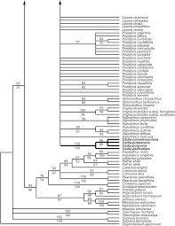 Image result for Dichilus lebeckioides