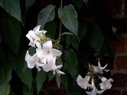 Image result for dipladenie suaveolens obrázek