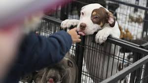 Les exposants du salon du chiot de besançon. Cutitude Absolue Au Salon Du Chiot De Wingles