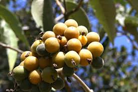 Image result for Solanum mauritianum