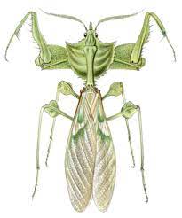 The insect body has three main parts. Idolomantis Wikipedia