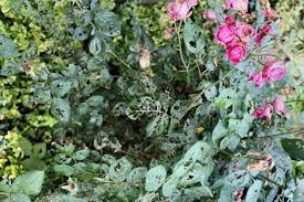 It does not matter if they are red, pink, white or. Common Problems Of Roses University Of Maryland Extension