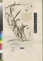 Image result for Crassocephalum picridifolium