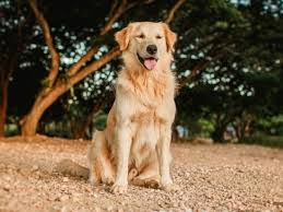 Image result for zlatý retrívr