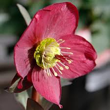 Check spelling or type a new query. Hellebore The Beautiful Winter Flower Seattle S Favorite Garden Store Since 1924 Swansons Nursery