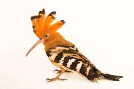 joel sartore photo ark on instagram with its impressive crest striking black and white feathers and long down in 2021 joel sartore white feathers black and white