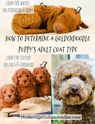 Find goldendoodle puppies for sale with pictures from reputable goldendoodle breeders. Pin On Goldendoodle Growth