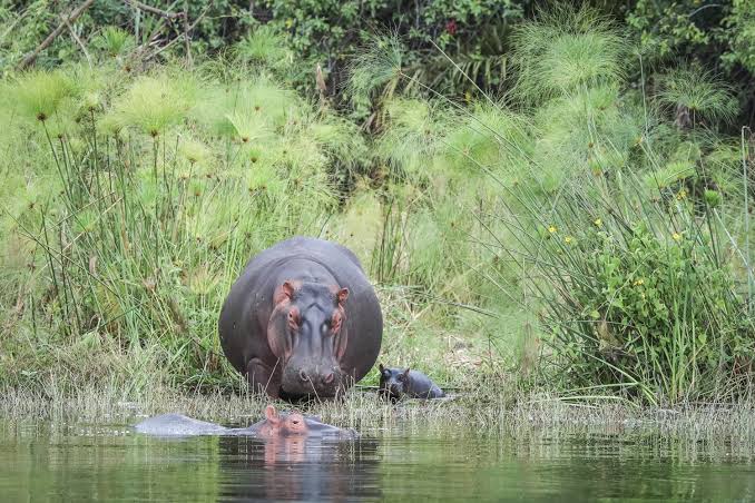 Akagera National Park – Visit Rwanda with Self drive Rwanda Uganda