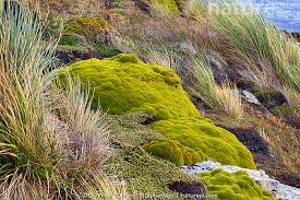 Image result for Dichapetalum deflexum