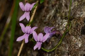 Image result for Cyphia