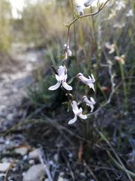 Image result for Cyphia