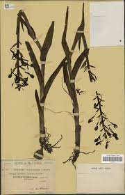 Image result for Habenaria schimperiana