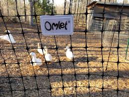 Check spelling or type a new query. Exploring Portable Poultry Fencing With Omlet Tales From Home