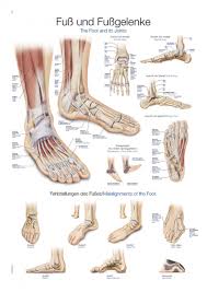 Chart Foot And Ankle 70xx100cm
