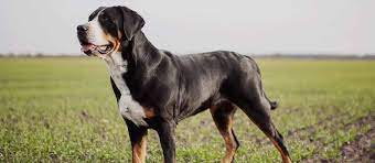 Greater swiss mountain dog puppies. Greater Swiss Mountain Dog Puppies For Sale Greenfield Puppies