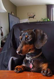 Whether i am known as a wiener dog or a doxie, i have remained extremely popular for many decades. Great Pyrenees Puppies For Sale Craigslist