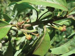 Image result for Peraceae