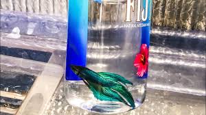 Distilled water for betta fish? Betta Fish In A Water Bottle Youtube