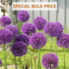 Allium Purple Sensation Longfield Gardens Bulb Flowers Bulbous Plants Flower Garden