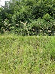 Image result for Eustachys