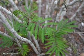 Image result for Acacia pentagona