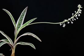 Image result for Ledebouria Unidentified sp. no6.