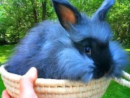 Sebagian kelinci pada saat ini digunakan sebagai hewan peliharaan dan bagi anda yang sedang mencari kelinci pedaging atau kelinci hias dalam jumlah kecil maupun besar si peternak / breeder menjual dengan standar kualitas si kelincinya bukn berdasrkan umur. Unduh 87 Gambar Kelinci Anggora Dan Harganya Paling Bagus Gratis
