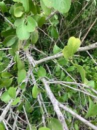 Image result for Gymnosporia senegalensis