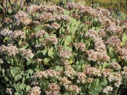 Image result for Craibia zimmermannii