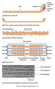 Chapter 12 Physiology Human Anatomy And Physiology Medical Knowledge