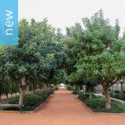 Image result for Schotia capitata