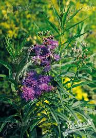 Image result for Vernonia pteropoda