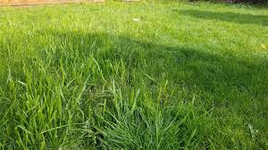 Having a soil test done is the best $10 to $15 you can spend. Scott S Grass Seed From Costco Ruined My Lawn How Do I Fix This Gardening Garden Diy Home Flowers Roses Nature Land Scotts Grass Seed Grass Seed Lawn